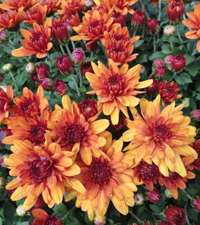 Belgian Mums® Conoco Orange